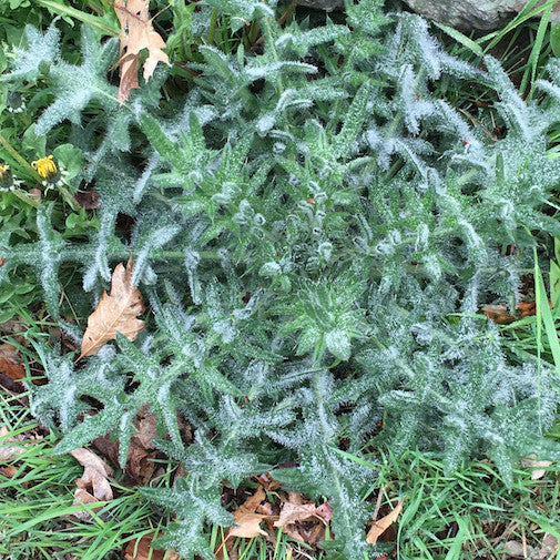 Bull Thistle