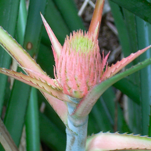 Cactus Thistle