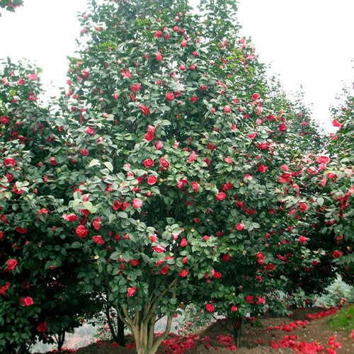 Camellia-japonica-Camellia-Seeds