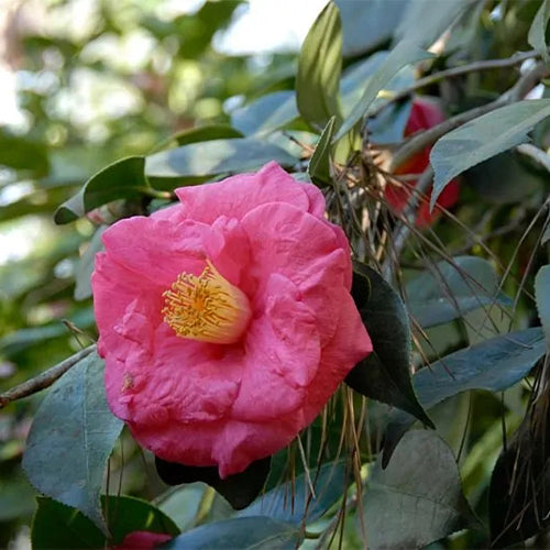 Camellia-japonica-Camellia-Seeds
