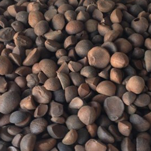 Camellia-oleifera-Seeds