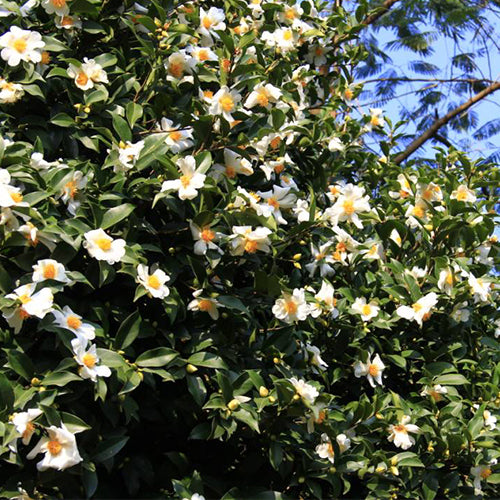 Camellia-oleifera-Seeds