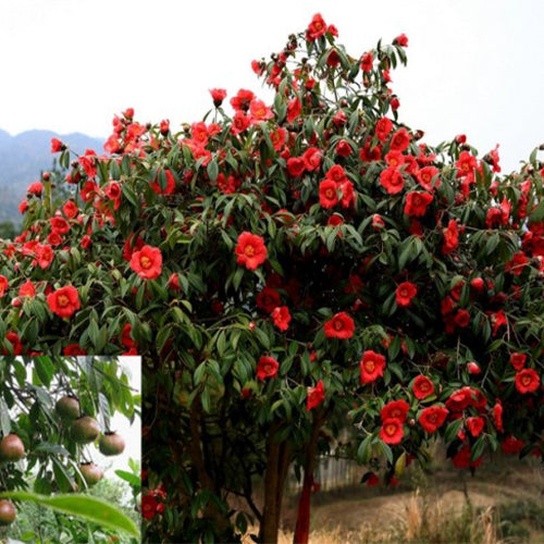Camellia-semiserrata-Safflower-Camellia-Seeds