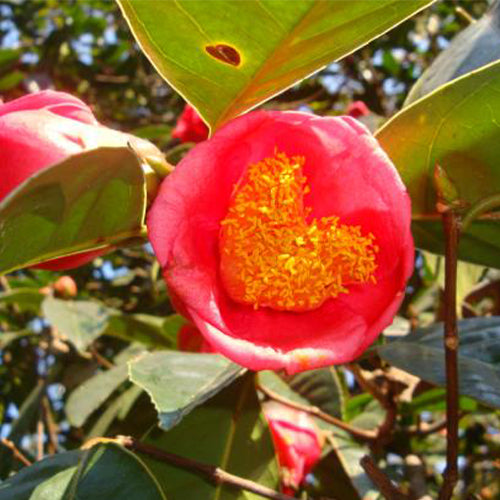 Camellia-semiserrata-Safflower-Camellia-Seeds