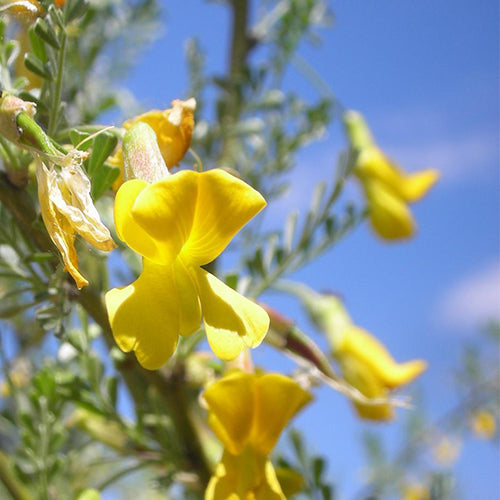 Caragana-korshinskii-Caragana-microphylla-Seeds