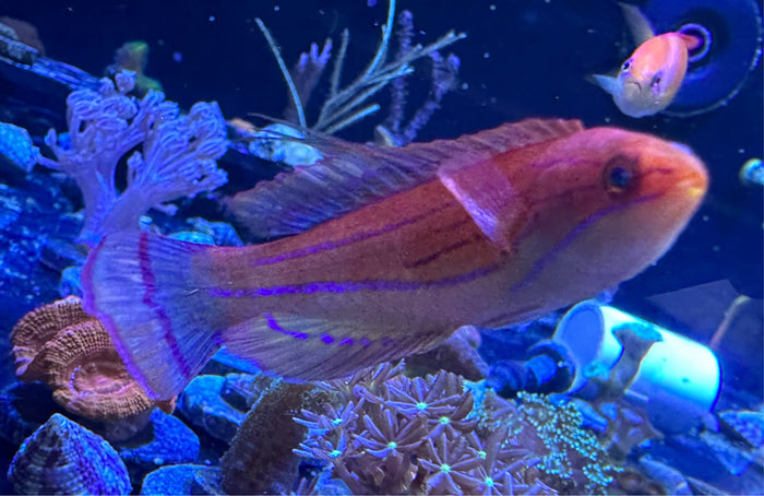 Carpenter's Wrasse