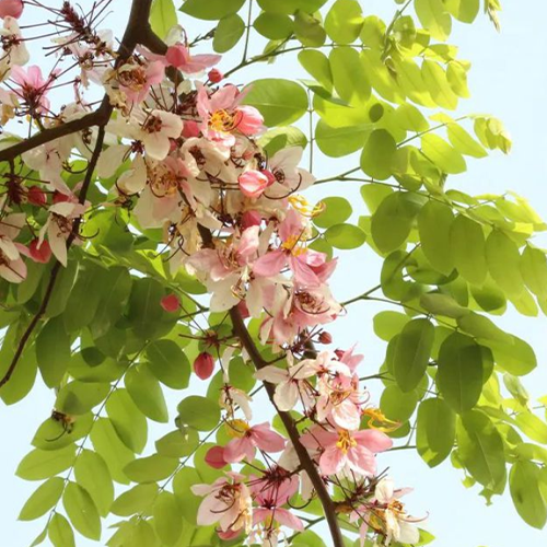Cassia bakeriana & Citiwood Seeds