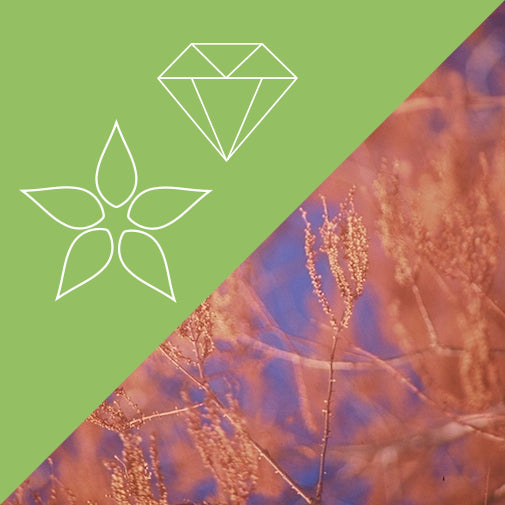 Chakra 6: Brow