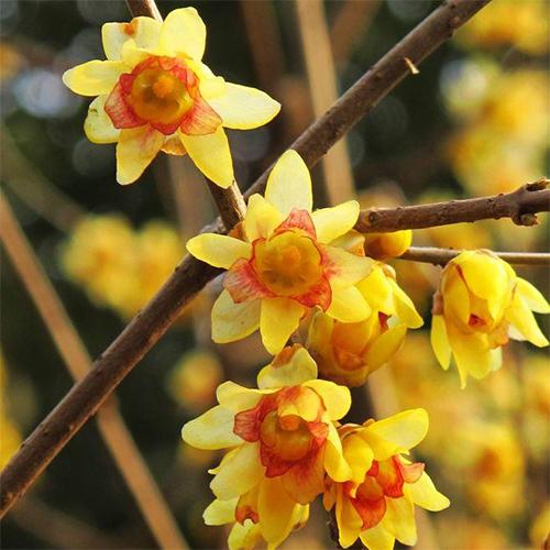 Chimonanthus praecox & wintersweet Seeds