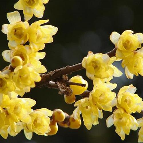 Chimonanthus praecox & wintersweet Seeds