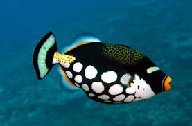Clown Triggerfish 4-5"