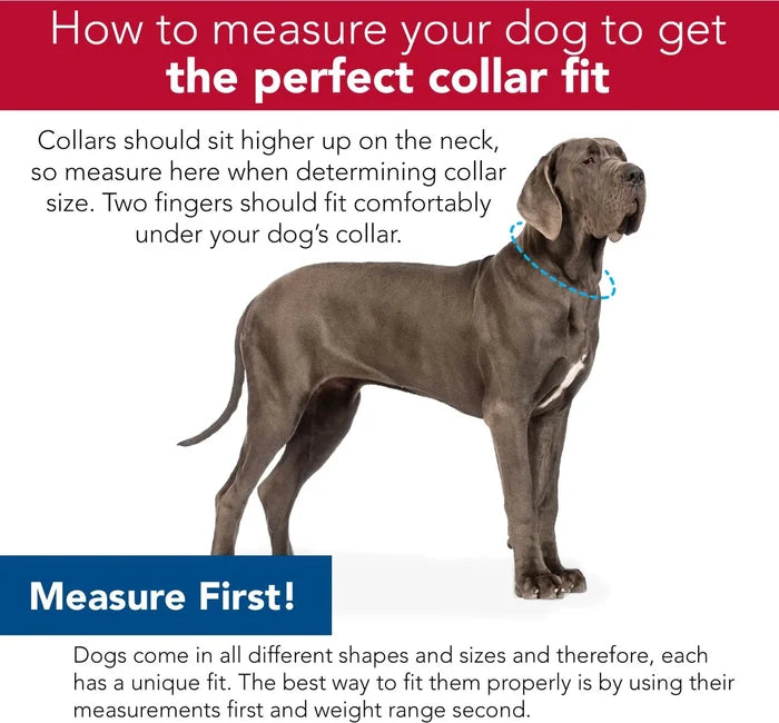 Coastal Sublime Adjustable Dog Collar - Blue Waves with Blue Checkers