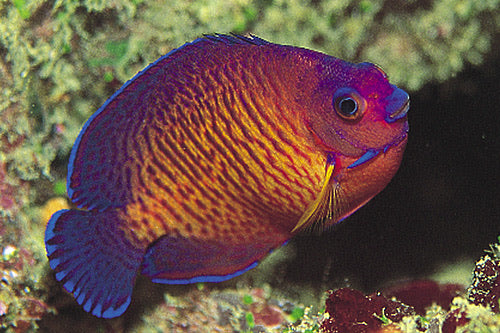 Coral Beauty Angelfish