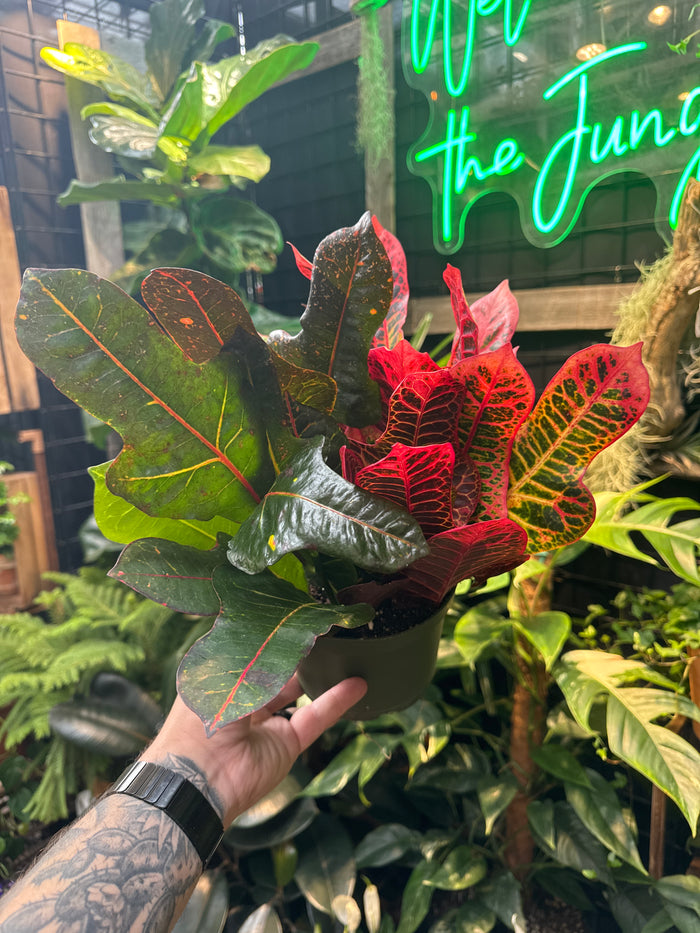 Croton 'Excellent'