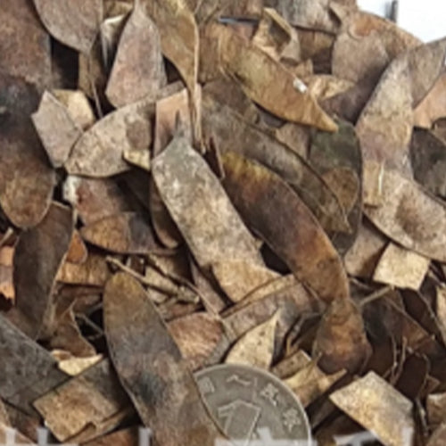 Dalbergia-fusca-Dalbergia-Seeds