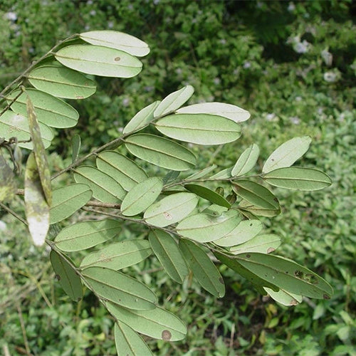 Dalbergia-fusca-Dalbergia-Seeds