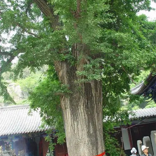 Dalbergia-fusca-Dalbergia-Seeds