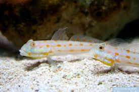 Diamond Goby 3"