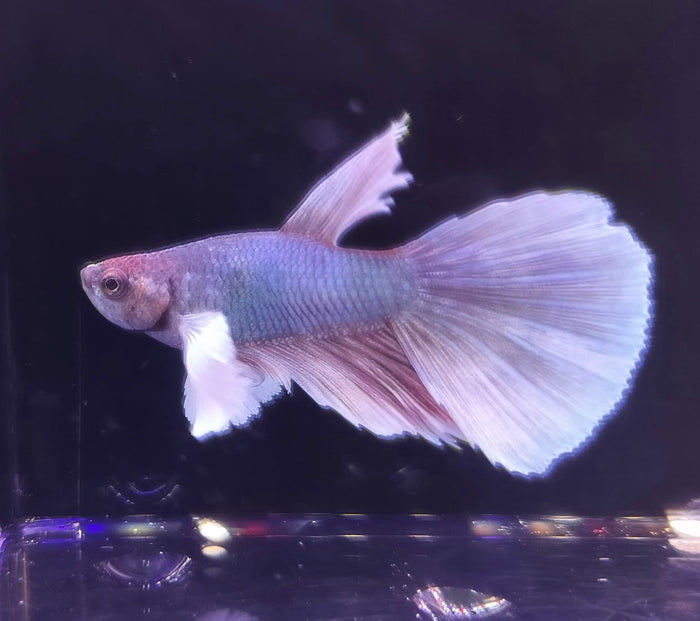 Dumbo Super Delta Betta Male BT1B