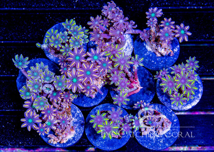 ECC Gold Clove Polyp Frag