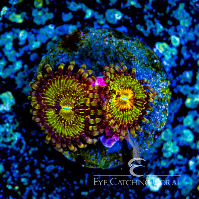 ECC Pandora Palythoa Frag (4 Polyp Average)