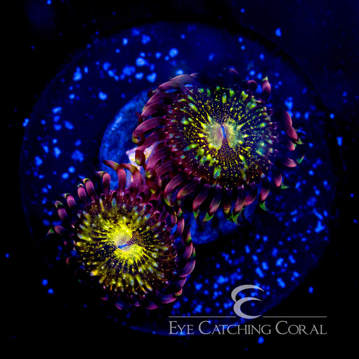 ECC Pink & Gold Palythoa Frag (4Polyp Average)