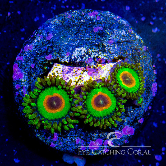 ECC Rasta Zoanthid Frag (4 Polyp Average)