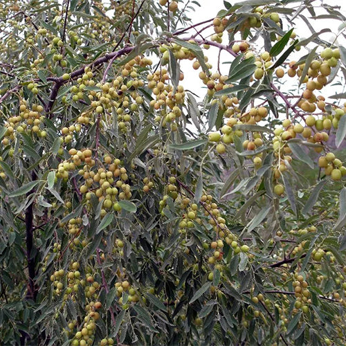 Elaeagnus-angustifolia-Russian-olive-Seeds