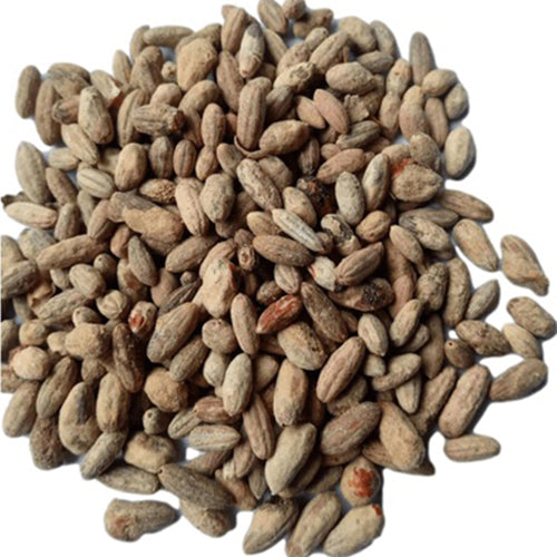 Elaeagnus-angustifolia-Russian-olive-Seeds