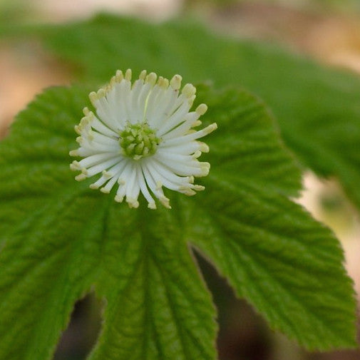 Goldenseal