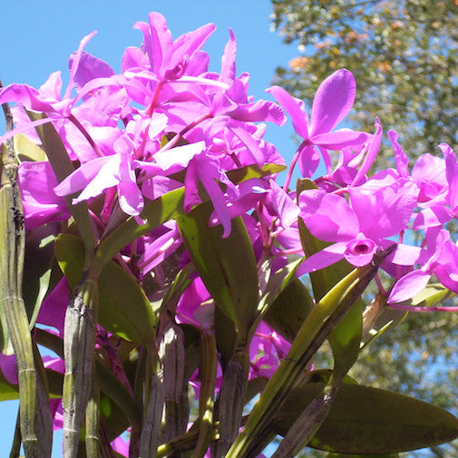 Guarianthe