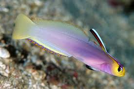 Helfrichi Firefish