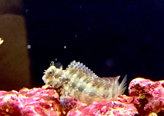 Lawnmower Blenny