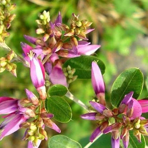 Lespedeza-bicolor-Lespedeza-Seeds