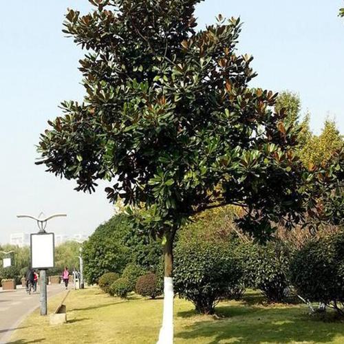 Magnolia grandiflora & Southern magnolia seeds