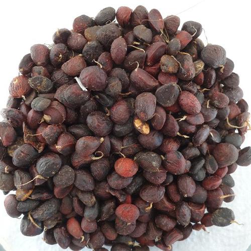 Magnolia grandiflora & Southern magnolia seeds