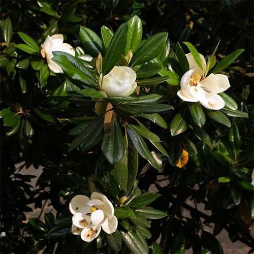 Magnolia grandiflora & Southern magnolia seeds