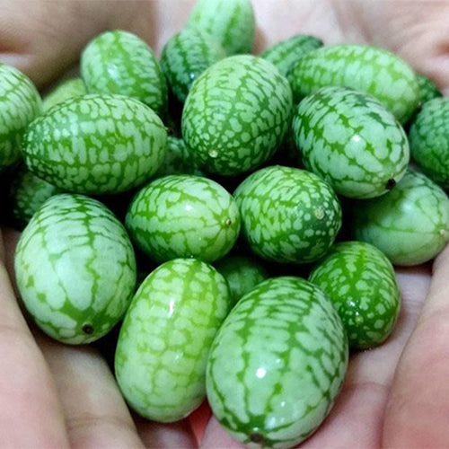 Melothria-scabra-Cucamelon-Seeds