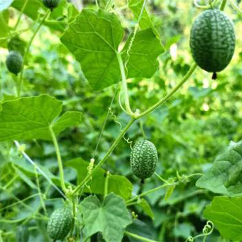Melothria-scabra-Cucamelon-Seeds
