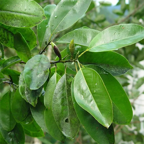 Michelia maudiae Seeds