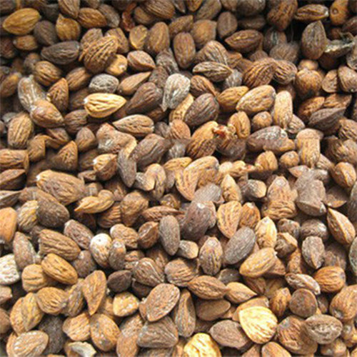Michelia-odora-Tsoongiodendron-odorum-Seeds