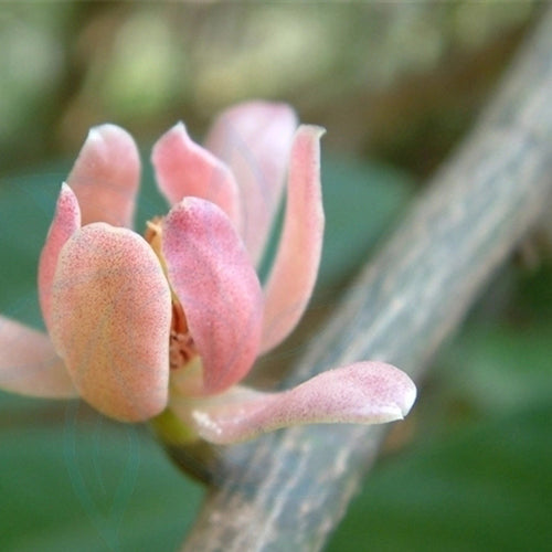 Michelia-odora-Tsoongiodendron-odorum-Seeds