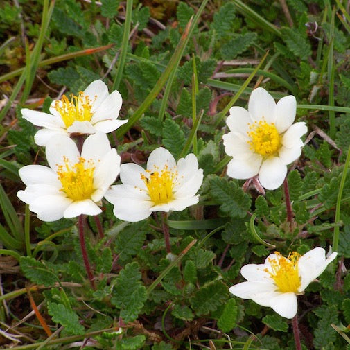 Mountain Avens
