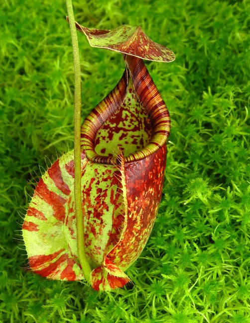 Nepenthes rafflesiana -brunei (Medium)