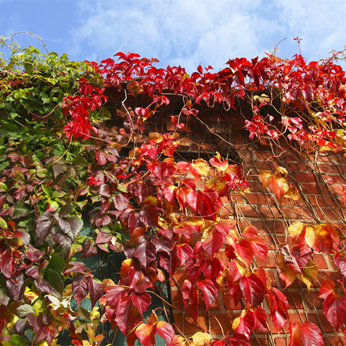 Parthenocissus-henryana-Red-leaf-creeper-Seeds