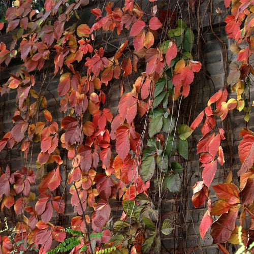 Parthenocissus-henryana-Red-leaf-creeper-Seeds