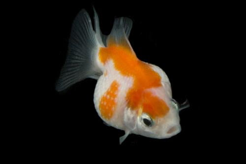 Pearlscale Goldfish 2 - 2.5"