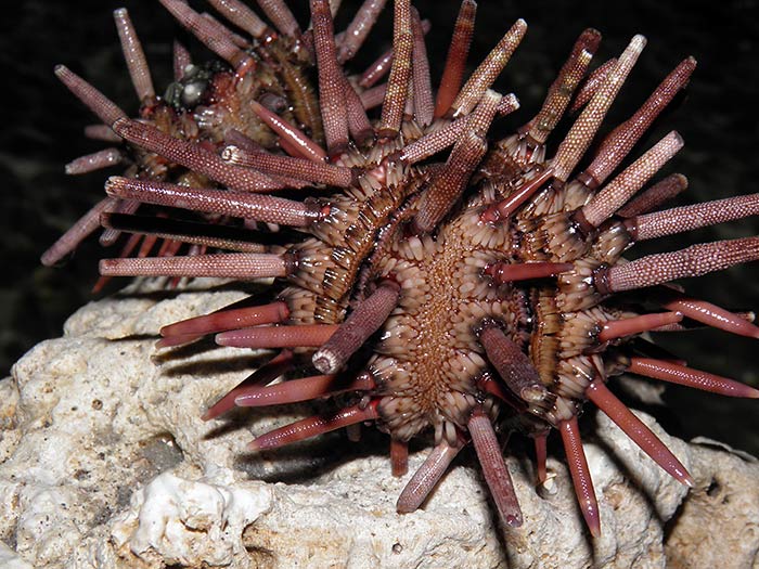 Pencil Urchin