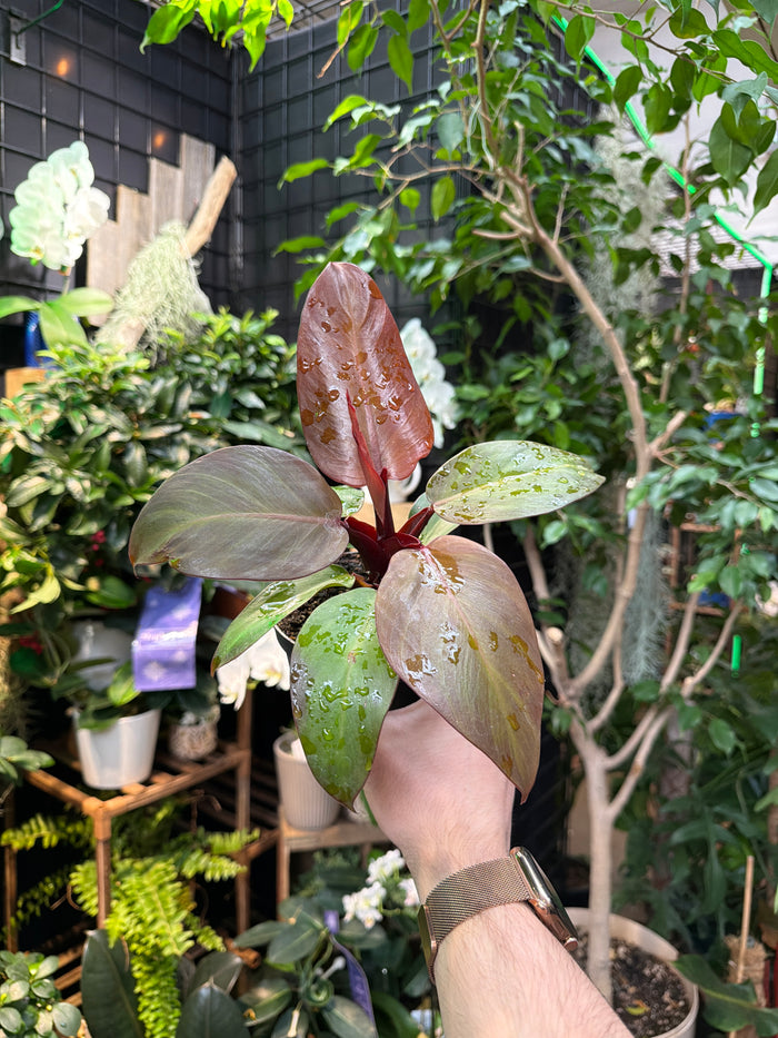 Philodendron 'Fall Leaves'