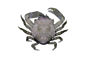 Pithos Crab
